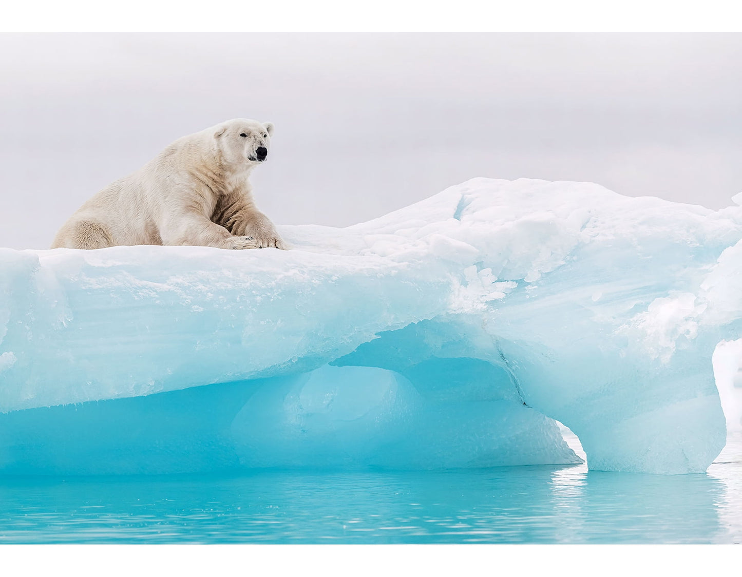 Komar Arctic Polar Bear Wall Mural